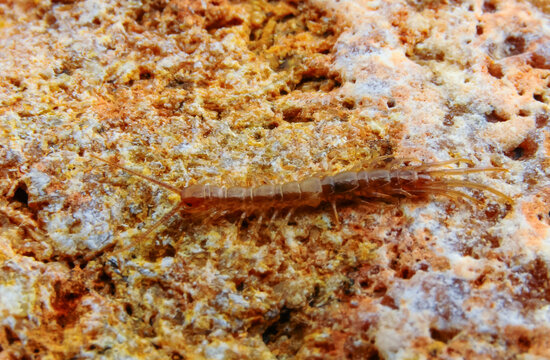 Brown centipedes - Lithobius variegatus, centipede from the Odessa catacombs