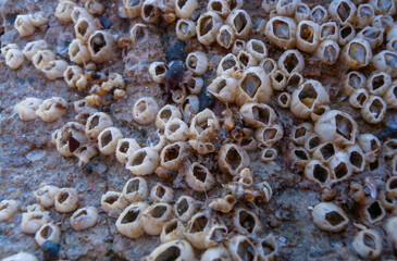 Empty shutters of the sessile crustacean Balanus sp.