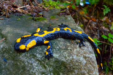 The fire salamander (Salamandra salamandra) in the forest near the city of Yaremche, Ivano-Frankivsk region, Ukraine