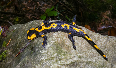 The fire salamander (Salamandra salamandra) in the forest near the city of Yaremche, Ivano-Frankivsk region, Ukraine