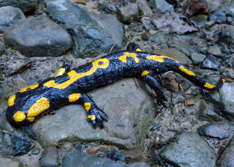 The fire salamander (Salamandra salamandra) in the forest near the city of Yaremche, Ivano-Frankivsk region, Ukraine