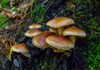 (Hypholoma sp.), a group of poisonous mushrooms in the forest near the city of Yaremche, Ivano-Frankivsk region, Ukraine