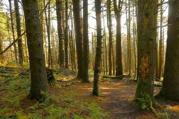 Foret basque de la Rhune