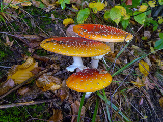 (Amanita muscaria), poisonous forest mushroom with red cap with white dots in the forest