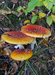 (Amanita muscaria), poisonous forest mushroom with red cap with white dots in the forest
