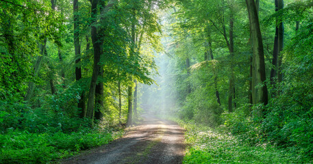 Panorama of Footpath through Beech Forest with Sunbeams and Morning Fog