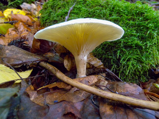 CLITOCYBE ROBUSTA, Agaric with a light cap in the forest in Ivano-Frankivsk region