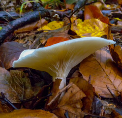 Naklejka premium CLITOCYBE ROBUSTA, Agaric with a light cap in the forest in Ivano-Frankivsk region