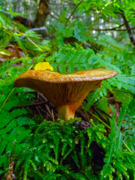 The brown roll-rim, common roll-rim (Paxillus involutus)