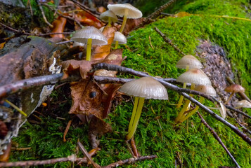 (Mycena sp.), Inedible agaric with a light brown cap in the forest in Ivano-Frankivsk region