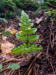 (Dryopteris expansa), the alpine buckler fern, northern buckler-fern or spreading wood fern in the forest in Ivano-Frankivsk region, Ukraine