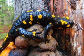 The fire salamander (Salamandra salamandra) in the forest near the city of Yaremche, Ivano-Frankivsk region, Ukraine