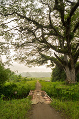 footpath in the park