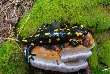 The fire salamander (Salamandra salamandra) in the forest near the city of Yaremche, Ivano-Frankivsk region, Ukraine