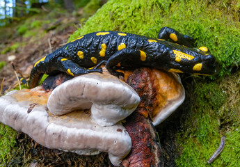 The fire salamander (Salamandra salamandra) in the forest near the city of Yaremche, Ivano-Frankivsk region, Ukraine