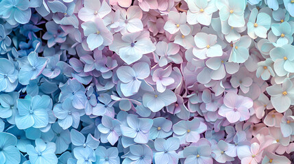 Fototapeta premium Enchanted Bloom: A Whimsical Hydrangea Gradient Dreamscape