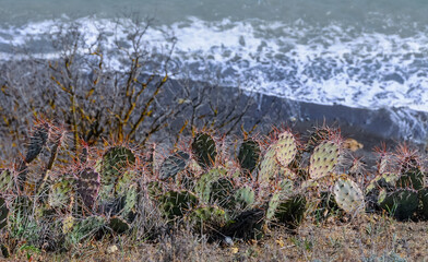 Kara-dag, prickly pear cacti on the slopes of the mountains
