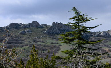 Obraz premium Mountain landscape, coniferous trees against the backdrop of the mountains of the ancient volcano Karadag