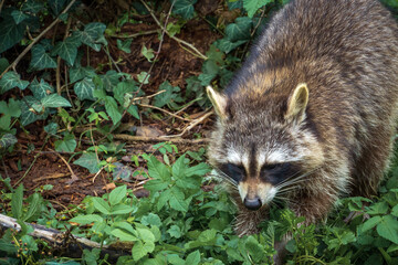 wild raccoon in the forest