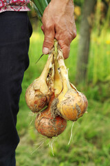 geerntete Zwiebeln aus dem Garten