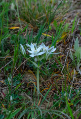 Ornithogalum sp. - early flowering bulbous plant in the valley near the ancient volcano Karadag