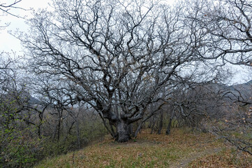 Big old tree in the valley near the mountain of the ancient volcano Karadag