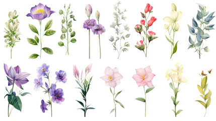 Set of watercolor wildflowers painting isolated on clear png background and transparent background. Fresh and nature concept for nature decorative and flower element, AI generative.	