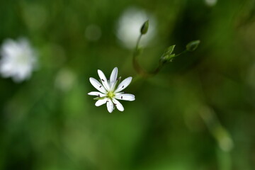 Winzige Blüte einer Sternmiere