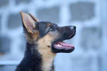 Close Up Of A German Shepherd Puppy