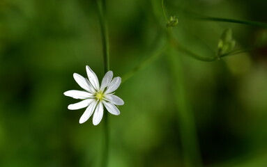 Winzige Blüte einer Sternmiere
