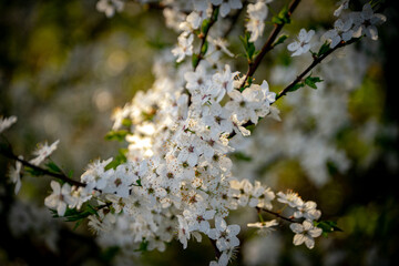 blooming cherry tree