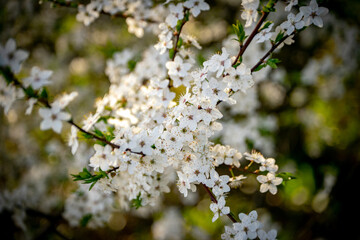 blooming cherry tree