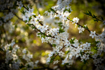 blooming cherry tree