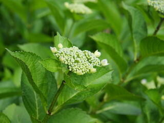 公園でガクアジサイが咲き始めました