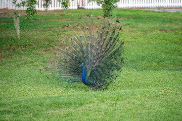 Obraz premium peacock