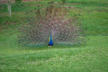 peacock
