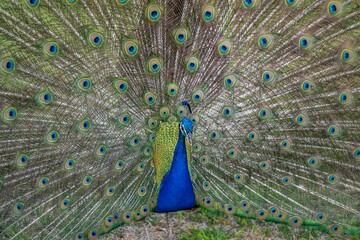 Obraz premium peacock