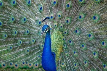 Fototapeta premium peacock