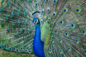 Naklejka premium peacock