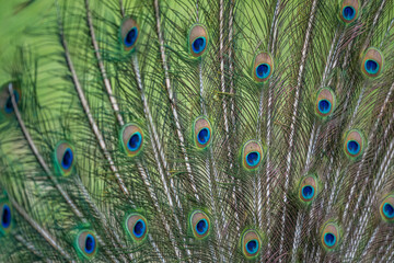 Obraz premium peacock