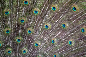 Obraz premium peacock