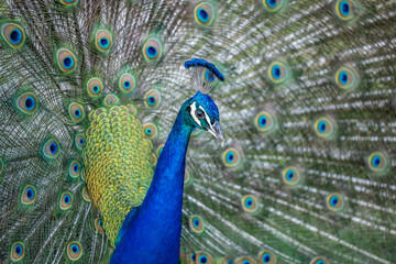 peacock