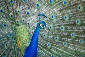 Fototapeta premium peacock
