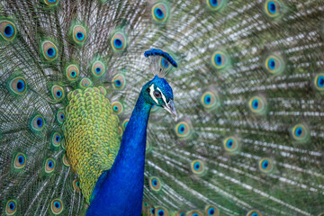 Obraz premium peacock