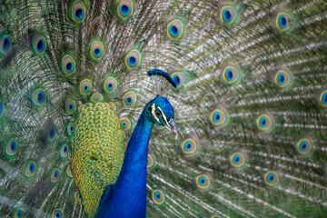 Obraz premium peacock