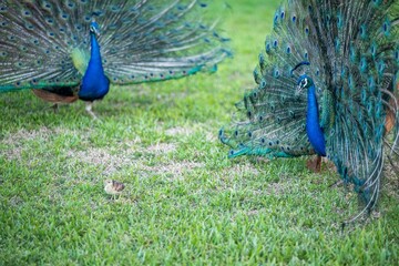 Fototapeta premium peacock