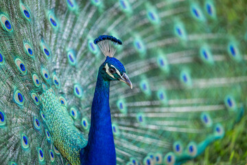 Obraz premium peacock