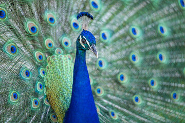 Obraz premium peacock
