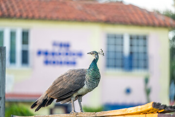 peacock