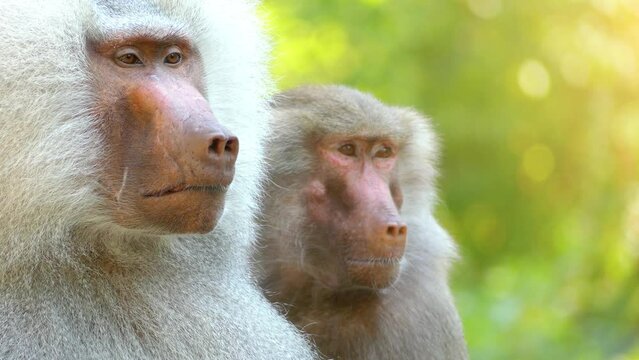 lion-tailed macaque (Macaca silenus)